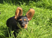 3/4 Daxi cross 1/4 Yorkie pups.