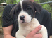 ( 1 GIRL LEFT) 9 beautiful akita x puppies for sale