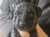 Labrador pups for sale