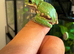 Whites tree frogs juvenile
