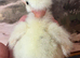 Showgirls F1 Silkie x Turken Naked Neck