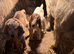 Nanny goat with twins