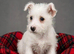 Adorable west highland terrier puppies