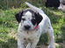 Dalmatian x Sprollie