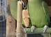 DNA & proven pair ringneck