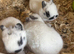 Netherland dwarf babies