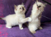 Beautiful Ragdoll Kittens