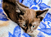 Meet This Playful Little Boy - A Sweet Kitten Full of Character