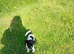 7 month old patter Jack female