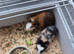 Quinea pigs