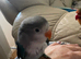 Beautiful little baby lovebird hand reared