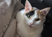 My beautiful twinkle just want a lovely home she can join with