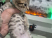 Beautiful litter of kittens