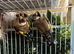 British goldfinch proven pair