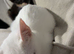 Female Turkish Angora Kitten