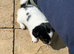I Jack russell puppies