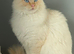 Ragdoll kittens