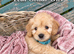 Mini Goldendoodle Babies