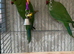 Young babe ringneck