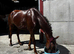 Oscar 16.2hh ISH GELDING ALL ROUNDER EASY PROJECT