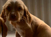 READY NOW KC reg amazing litter READY NOW