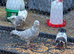 Pakistani pigeons