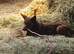 Farm bred collie puppy