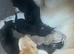 Siberian husky x Labrador puppies