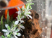 Mexican fire leg tarrantula