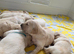 Golden retriever pups  only  3 males available  absolutely stunning litter ready to leave 11th august