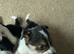 Cute girls collie pups