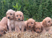 Gorgeous miniature Labradoodle