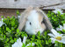 Gorgeous Mini lops