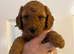 ONLY 2 GIRLS LEFT Exceptional F1BB Miniature Labradoodle Puppies - Home Raised