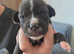 Staffy+cane corso