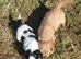 Fluffy Cavalier King Charles × Jackapoo Puppies for Sale