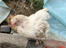 Pekin Bantams