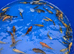 Koi carp