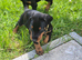 KC reg Dobermann puppies
