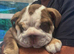 Stunning English Bulldogs