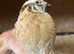 Quail
