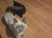 British-shorthair cross ragdoll kitten
