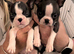 Stunning quality Boston terrier pups