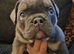 Last 2 beautiful English bulldogs