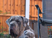 Beautiful Neapolitan masstiff puppy’s! 2 left ready to go to there forever homes now!