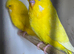 Budgies