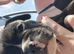 Frenchbully