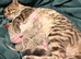 Bengal Albino & Snow Lynx Kittens, TICA Registered. Delivery in October it’s available!!