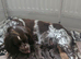 Working cocker spaniel puppies