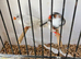 Zebra finches